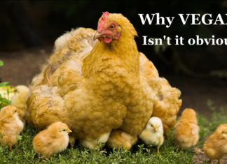 TÜRKİYE`DE İLK VEGANİZM KİTABI