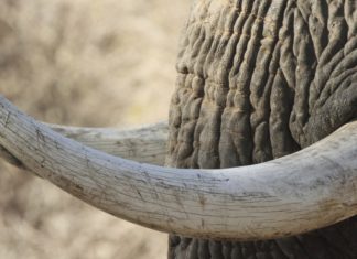 Fildişi Avcılığına Tarihi Anlaşma