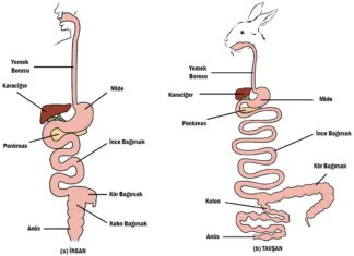 Karşılaştırmalı Anatomi
