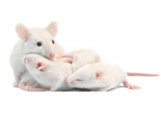 Bilim İnsanları Hayvan Deneylerini Sorguluyor