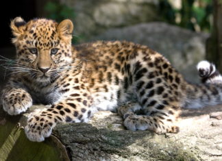 Hayvan Türleri için Gen Kasası