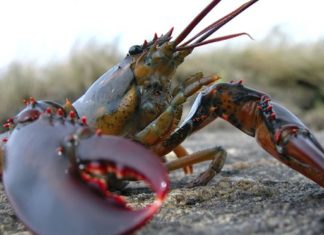 Bu bir yaşama dönüş öyküsü…