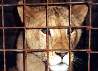 İrlanda Sirklerde Vahşi Hayvan Kullanımını Yasakladı