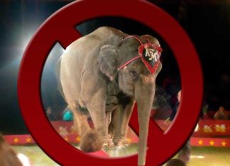 İtalya Bütün Hayvanların Sirklerde Kullanılmasını Yasakladı