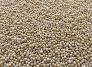 Yeni Araştırma Soya Tüketiminin Meme Kanseri ile Savaşmada Yardımcı Olabileceğini Belirtiyor