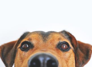 Laboratuvarda Geliştirilen Zulümsüz Pet Mamaları Raflarda Yer Almayı Bekliyor