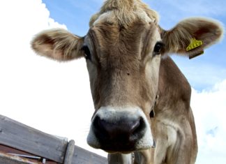 İngiltere’deki Sığır Eti Tüketimi 1970’lere Oranla Azaldı