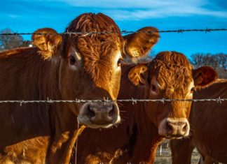 Süt Firması Endüstriyel Sütçülüğün Sürdürülebilir Olmadığını Kabul Etti