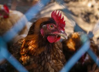 Mezbaha Çalışanları Özel Hayatlarında da Şiddete Eğilim Gösteriyor