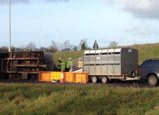 Otoyol Kazası Sayesinde 640 Hindi İlk Defa Güneşi Gördü