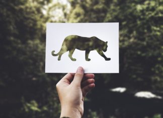 Paris Vahşi Hayvanların Sirklerde Kullanımını Yasaklayacak