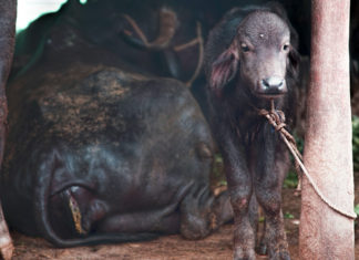 Yeni Vegan Belgeseli Et, Süt ve Deri Endüstrisi Arasındaki Bağı Gösteriyor