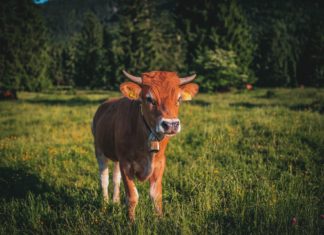 Uzmanlar Süt Endüstrisinin 10 Yıl İçinde Ortadan Kalkmasını Bekliyor