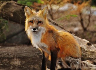 Norveç’teki Kürk Yasağı Yılda Yaklaşık 1 Milyon Hayvanı Kurtaracak