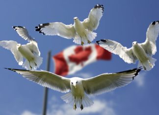 Kanada Ulusal Beslenme Önerilerinden Sütü Çıkarttı