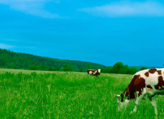 Batı Avrupa’da Süt Satışları Düşüyor