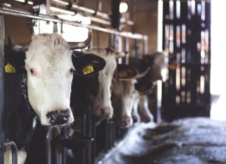 Dünya üzerinde 1.5 Milyardan Fazla İnek Yaşıyor