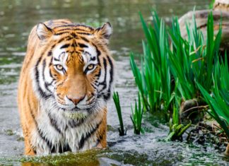 Galler Hükümeti Vahşi Hayvanları Sirklerde Yasaklamayı Planlıyor