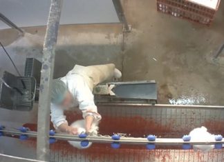 Dolce & Gabanna İşkence Gören Tavşanların Kürklerini Satmakla Suçlanıyor