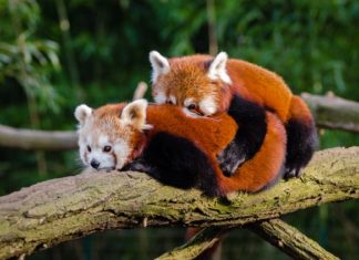 San Francisco Kürk Satışını Yasaklayan İlk Büyük Şehir Oluyor