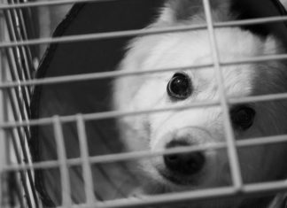 Türkiye Hayvan Zulmü Sıralamasında En Kötüler Arasında