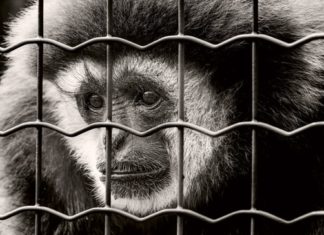 Hollanda’da Hayvan Deneyleri Azaldı