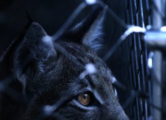 Fransa’da Kediler Üzerinde Yapılan Deneyler 8 Arttı