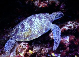 Okyanuslardaki Plastik Kirliliği Oranında Azalma Gösterdi