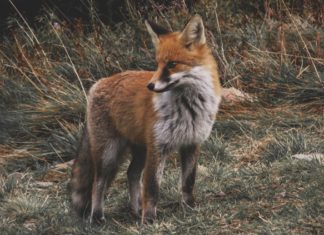 Burberry Kürk Politikasını Gözden Geçiriyor