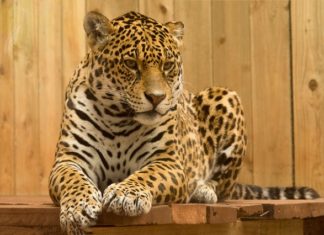 TripAdvisor Vahşi Hayvanların Kullanıldığı Gösterilere Bilet Satışını Yasakladı