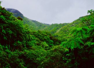 Endüstriyel Hayvancılık, Güney Amerika Yaban Hayatını Yok Ediyor