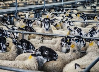 Avustralya İşçi Partisi Canlı Koyun İhracatını Yasaklayacağını Söyledi