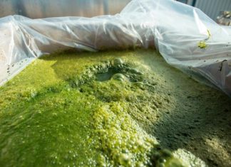 CNN: “Yosunlar Geleceğin Vegan Proteini”