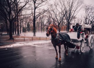 Montreal’de Atlı Faytonlar Yasaklandı!