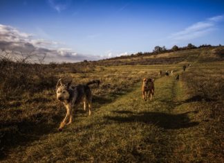 Güney Kore Şehir Mahkemesi Köpek Eti Kesimini Yasadışı Buldu