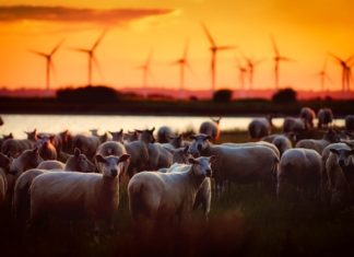 Birleşmiş Milletler Küresel Isınma İle Savaş İçin Et Tüketiminin Düşürülmesini Gerektiğini Söylüyor