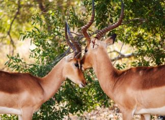 Araştırma: Memelilerin ’ı Çiftlik Hayvanı