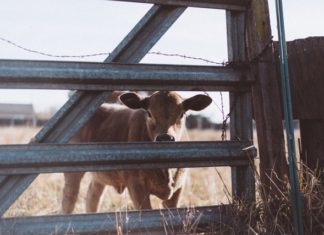 New York’ta 52 Süt Çiftliği Talep Azlığından Sözleşmelerini Kaybetti