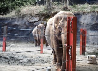 IBM Bangkok’taki Filli Polo Turnuvasında Sponsorluktan Çekildi