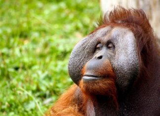 Orangutanların Yaşam Alanlarından 25 Bin Hektar Yok Edildi