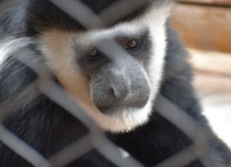 Kanadalı Üniversite Hayvan Deneylerine Alternatif Bulmak İçin 1 Milyon Dolar Bağış Aldı