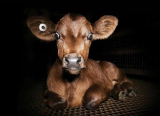 Dominion Belgeseli Yapımcıları 5 Bin Mezbaha ve Çiftliğin İnteraktif Haritasını Yayınladı