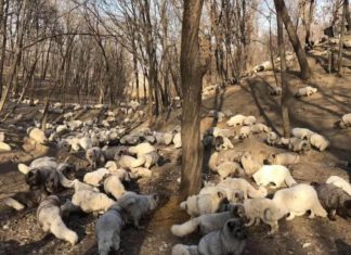 Kürk Çiftliğinden Kurtarılan 174 Tilkiye Budist Rahipleri Sahip Çıktı