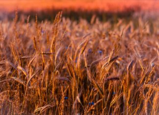 16 Farklı Ülkeden 37 Bilim İnsanı: Felaketi Önlemek İçin Bitkisel Beslenmeye Acilen Geçilmeli