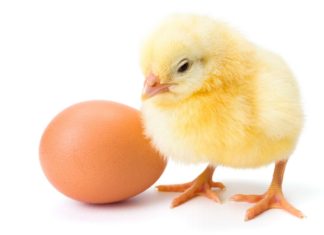 Yeni kanıtlar ışığında tavukların sosyal zekası ve şempanzelerin dil becerisiyle yüzleşmek