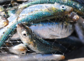 Balık avı yasağı kalktı. Balıklar umurunda değil mi?