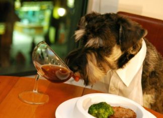 Köpekler vegan beslenebilir mi?