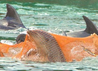 Yunus avında 4. güne girildi