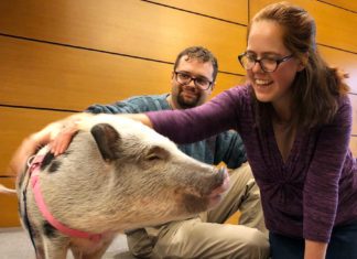 Harvard Hukuk Fakültesi hayvan hakları savunuculuğu öğretimine başlıyor
