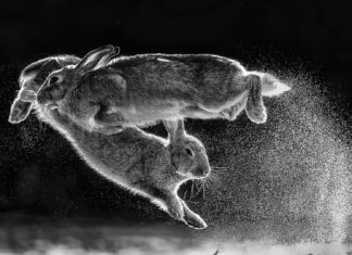 2019 Doğa Fotoğrafçılığı Ödülleri sahiplerini buldu